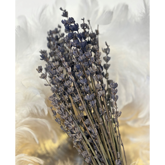 Trockenblume Lavendel