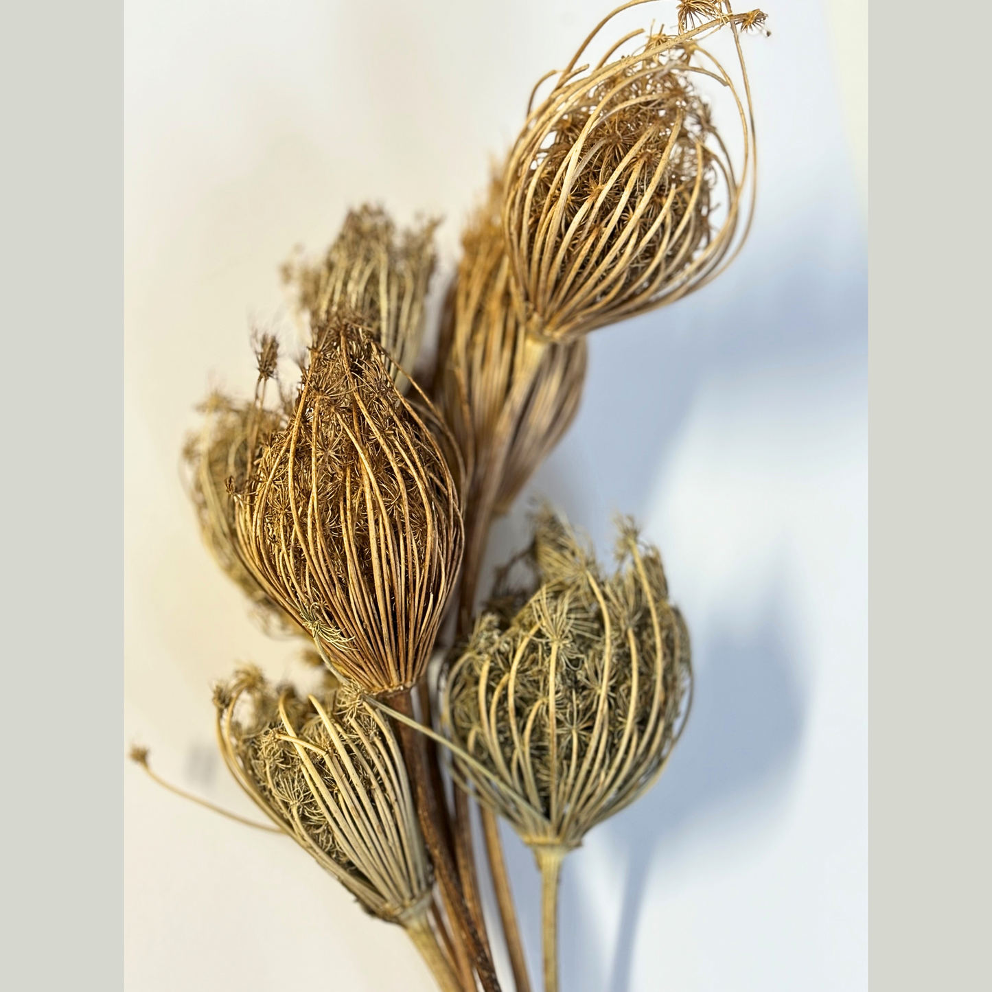 Trockenblume Ammi majus Natural